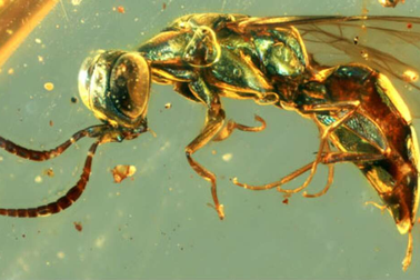 Mẫu hổ phách tiết lộ màu sắc sống động của côn trùng 99 triệu năm tuổi