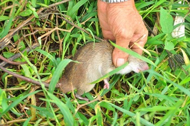 Giá chuột đồng trên cả thịt heo, có thời điểm 120.000 đồng/kg
