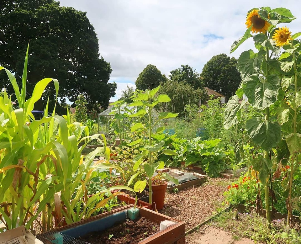 Mãn nhãn vườn sum suê với hàng trăm loại rau trái của cô gái trẻ - 4