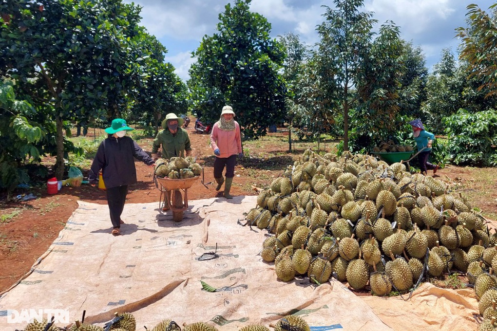 Cò đất chuyển hướng sang môi giới sầu riêng ở Tây Nguyên - 3