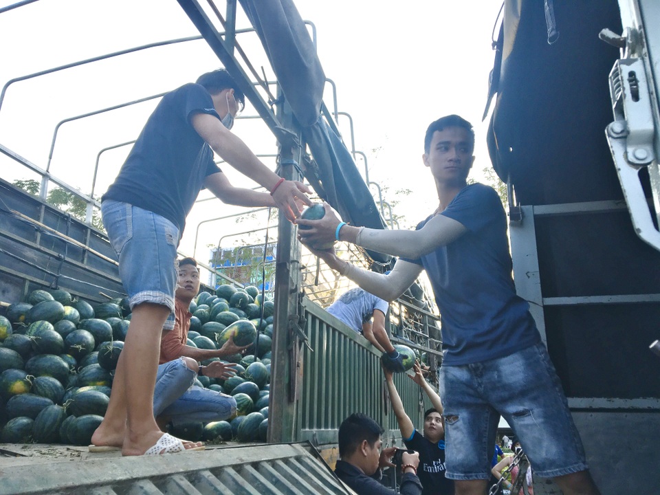 Người Đà Nẵng “giải cứu” dưa hấu cho nông dân Kon Tum - 1 Người Đà Nẵng “giải cứu” dưa hấu cho nông dân Kon Tum - 1