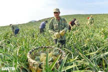 Rớt giá 30%, nông dân vẫn "bỏ túi" cả trăm triệu đồng từ cây dứa