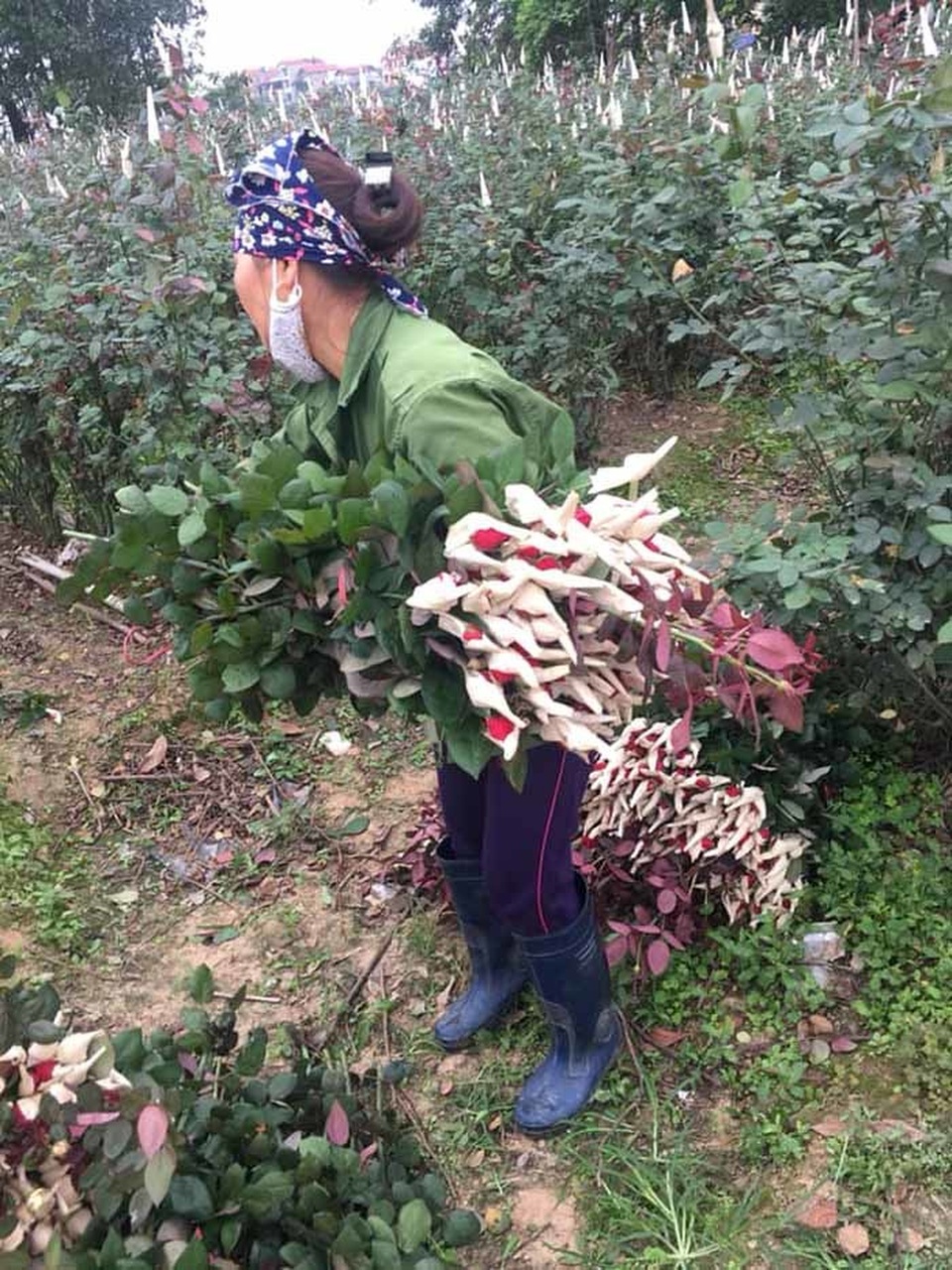 Một lời rao bán hết 700 bánh mỳ, 5.000 bông hồng, yên tâm nghỉ chống dịch - 4