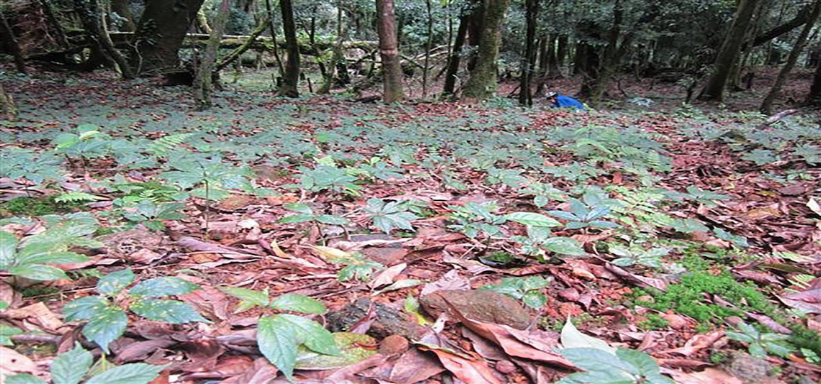 Sâm Ngọc  Linh Quốc Bảo Việt Nam - cẩn thận tránh tiền mất tật mang - 4 Sâm Ngọc  Linh Quốc Bảo Việt Nam - cẩn thận tránh tiền mất tật mang - 4