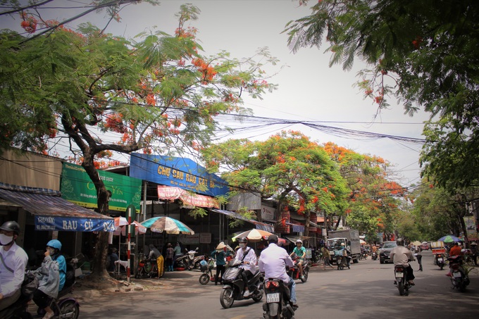 Người dân thành phố hoa phượng đỏ ủng hộ lựa chọn giải pháp bảo đảm an toàn nhưng không “lạm sát” cây xanh - Ảnh 9. Người dân thành phố hoa phượng đỏ ủng hộ lựa chọn giải pháp bảo đảm an toàn nhưng không “lạm sát” cây xanh - Ảnh 9.