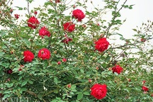 Hồng cổ Sapa có giá hàng trăm triệu đồng "hút" khách chưng Tết 2019