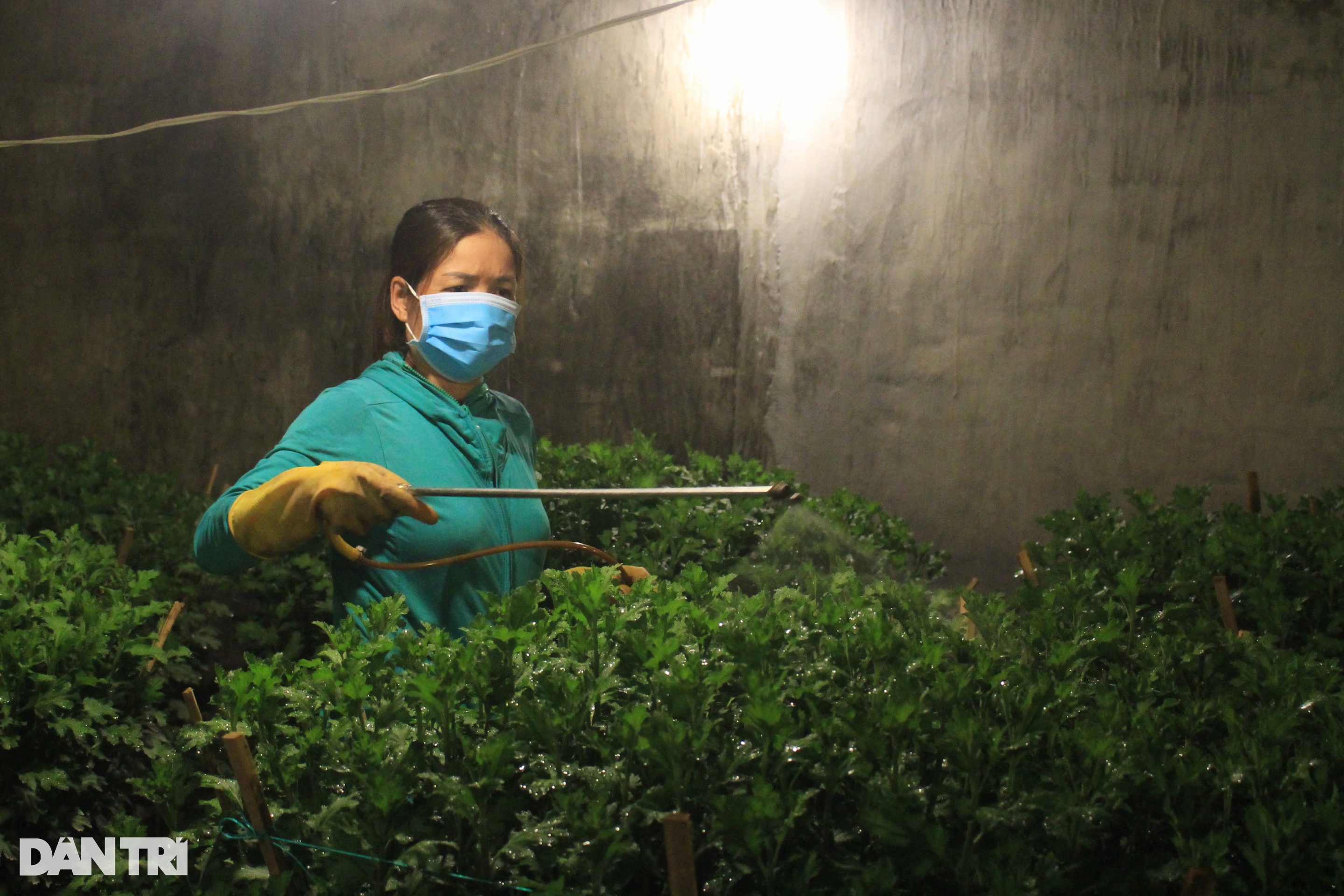 Rực sáng làng hoa cúc Tết - 6 Rực sáng làng hoa cúc Tết - 6