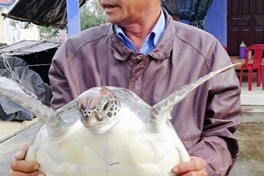 Thả rùa biển lớn, quý hiếm về tự nhiên