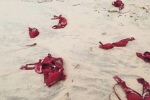 Hàng trăm áo ngực dạt vào bờ biển Quảng Ngãi