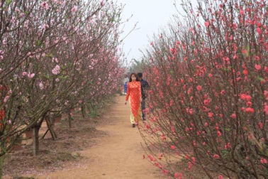 Lưu giữ khoảnh khắc xuân ở những vườn hoa nổi tiếng