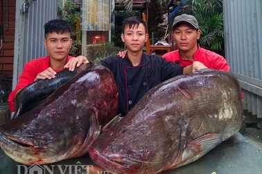 Cận cảnh cặp cá leo "khủng" nặng hơn 1 tạ xuất hiện ở Thủ đô