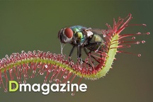 Phát hiện chấn động về chặng đường tiến hóa biến thực vật thành cây ăn thịt