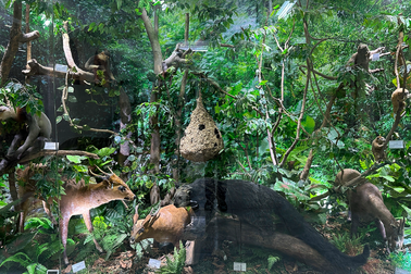 Rừng cây gỗ quí và nhiều động vật trong sách đỏ tại Hà Nội ít người biết