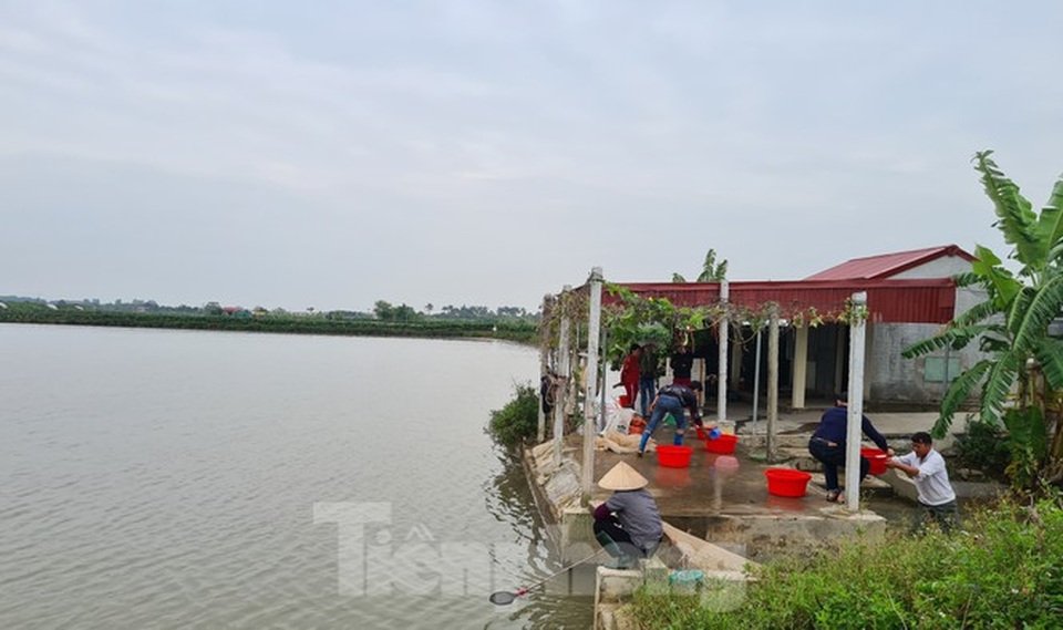 Nông dân Hải Phòng thấp thỏm lo rươi mất mùa - 1