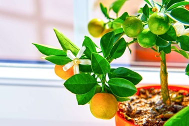 5 cây ăn quả trồng chậu trong nhà vừa đẹp vừa có trái quanh năm