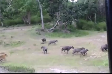 Hổ thể hiện sức mạnh khi hạ gục trâu rừng trong chớp mắt