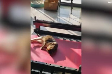 Sửng sốt trước chú mèo... tập thể hình