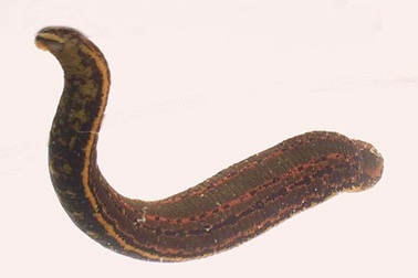 Vi khuẩn ruột đỉa cho ta biết gì về việc kháng thuốc?