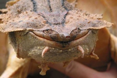 Một loài rùa cổ đại mới được phát hiện