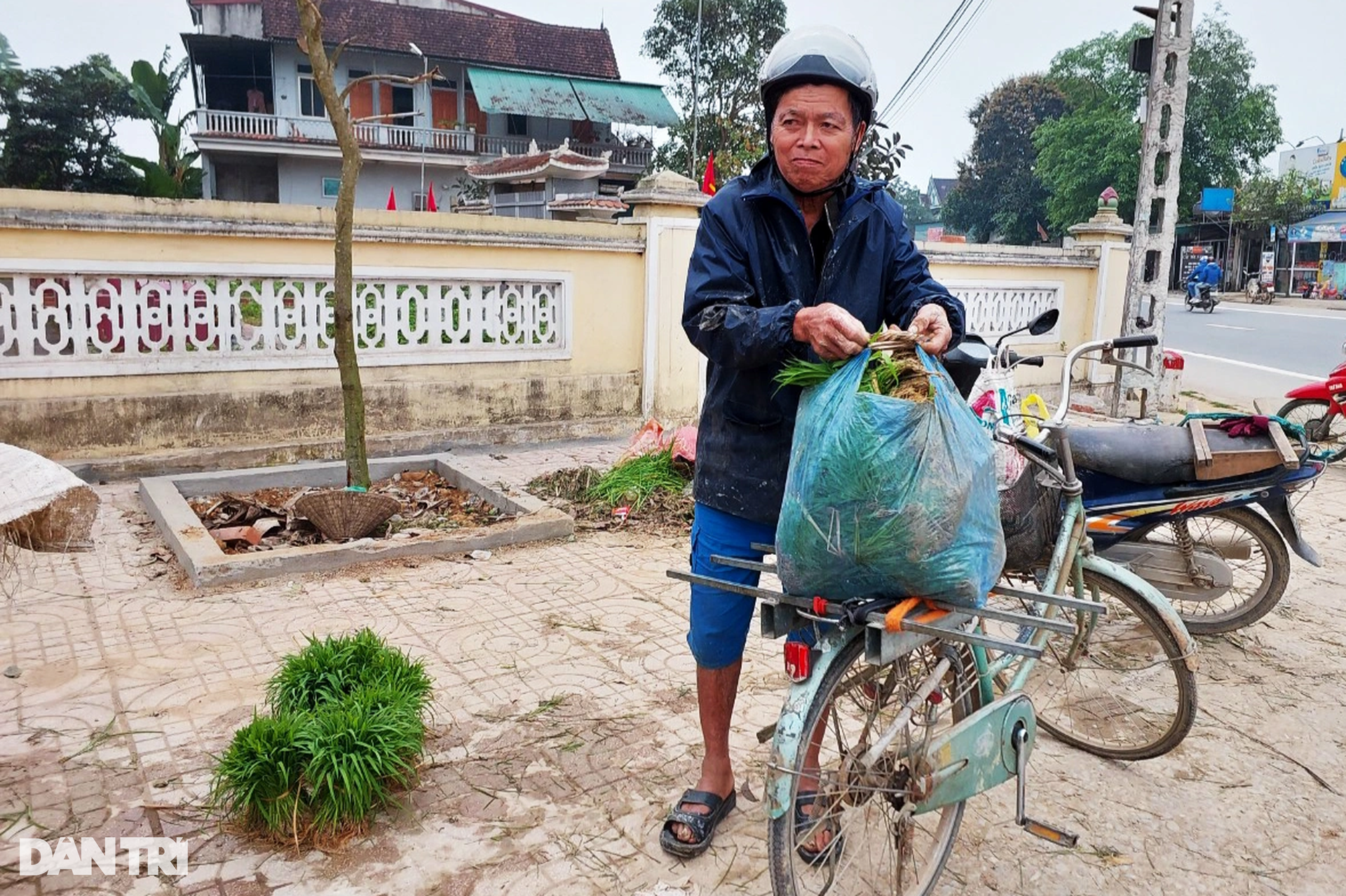 Nông dân hồ hởi nhổ lúa non bán, vớ bẫm - 6 Nông dân hồ hởi nhổ lúa non bán, vớ bẫm - 6
