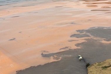 Xuất hiện nhiều vệt nước màu đỏ khác thường dọc bờ biển Quảng Bình