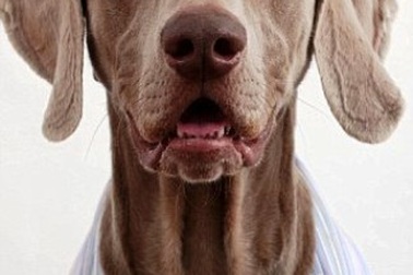 Hài hước ảnh chó diện trang phục công sở