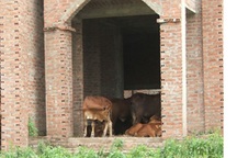 Giữa Thủ đô, biệt thự triệu đô xây cho... bò ở