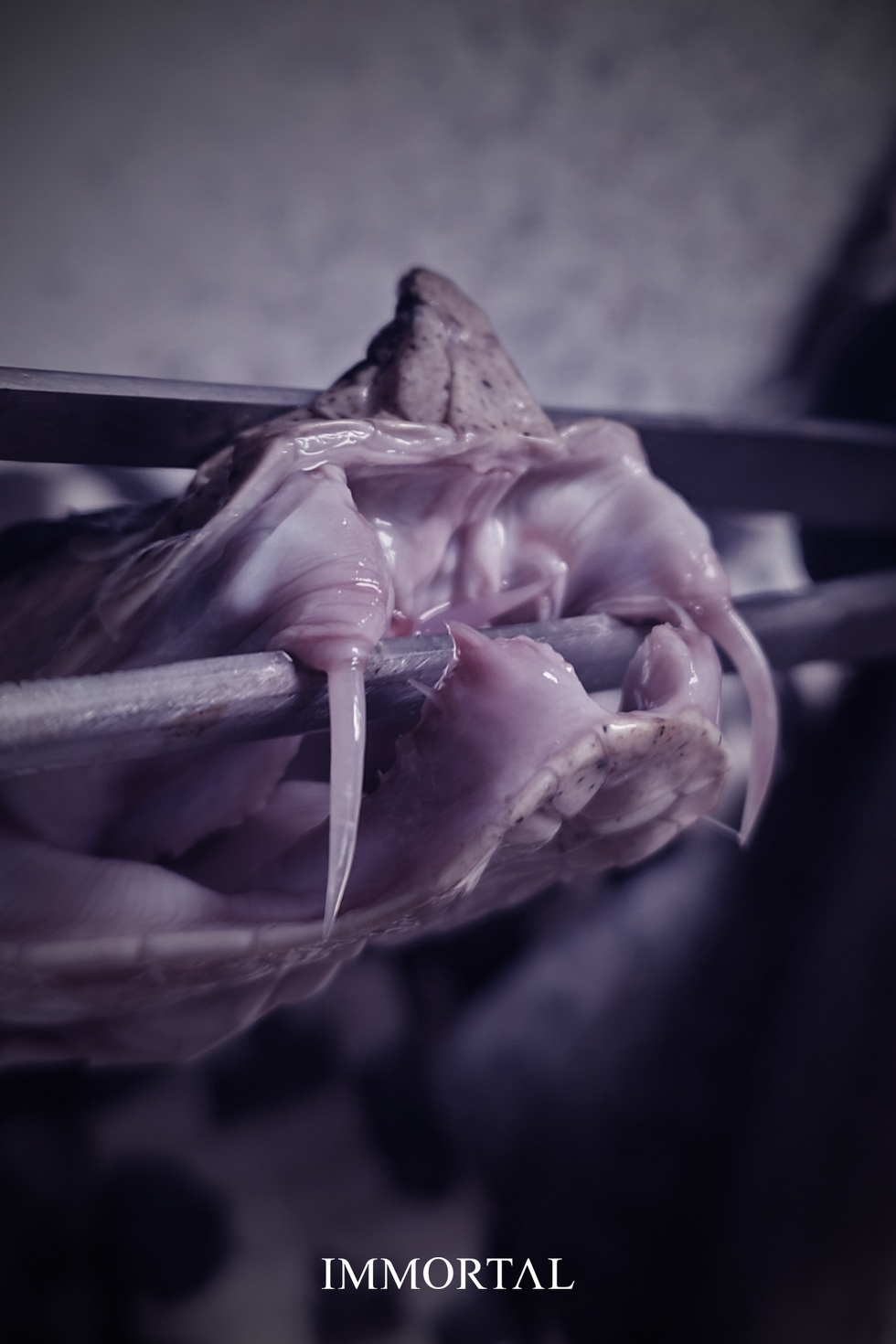 Loài rắn lục có răng nanh dài và độc nhất được phân bố tại Việt Nam - 3