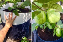 Mẹ đảm "mát tay" chia sẻ bí quyết trồng ổi trên sân thượng cho quả sai trĩu