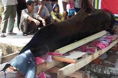 Cá voi Chuông 3,5 tạ trôi dạt vào bờ biển