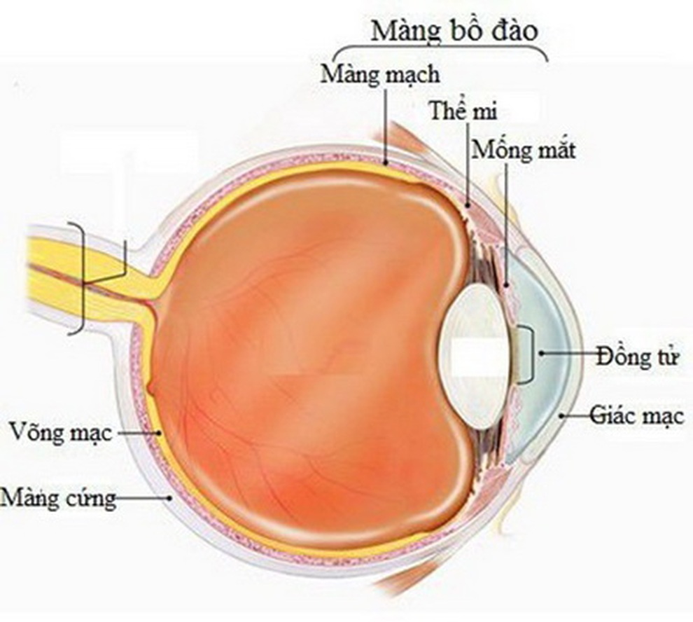Loại thuốc mới trị ung thư mắt hiếm gặp - 1 Loại thuốc mới trị ung thư mắt hiếm gặp - 1