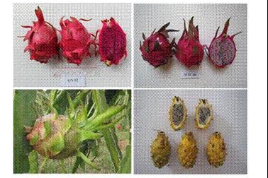 Phát triển trồng thanh long ở các tỉnh phía Bắc