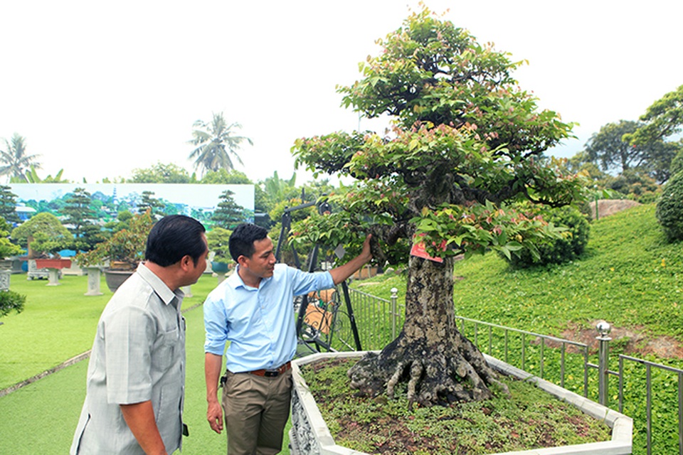 Đại gia Thái Nguyên dốc tiền khủng chơi dàn bonsai khế, coi như báu vật trong nhà - 1 Đại gia Thái Nguyên dốc tiền khủng chơi dàn bonsai khế, coi như báu vật trong nhà - 1