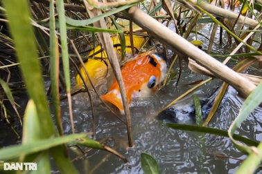 Lạ lẫm cảnh cá Koi Nhật Bản được nông dân nuôi tại ao ruộng bùn lầy ở TPHCM