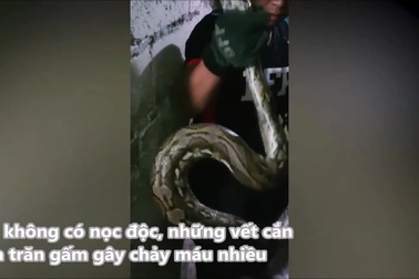 Phát hiện trăn dài hơn 3m lẩn trốn trong phòng ngủ