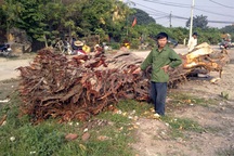 Tìm thấy cây bồ đề cổ thụ tại chợ 19-12 bị “bứng” mất