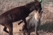 Chọn nhầm đối thủ, linh cẩu trả giá trước vẻ ngoài ngờ nghệch của lừa