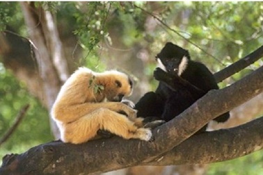 Hơn 800 cá thể động vật hoang dã được thả về tự nhiên