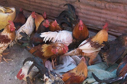 Lập tức đóng cửa chợ gia cầm khi phát hiện cúm A/H7N9