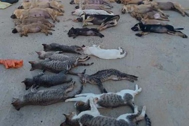 Người dân vây bắt đôi nam nữ trộm chó, mèo trong đêm