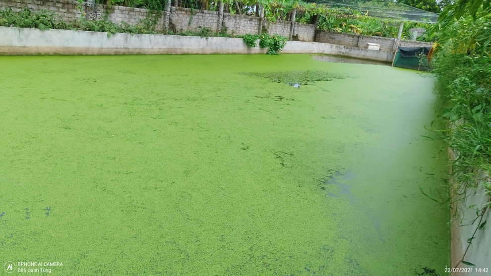 Anh nông dân 8x kiếm cả trăm triệu mỗi năm nhờ mô hình nuôi ốc nhồi - 3 Anh nông dân 8x kiếm cả trăm triệu mỗi năm nhờ mô hình nuôi ốc nhồi - 3