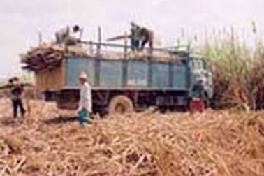 Ngành mía đường trước nguy cơ phá sản?