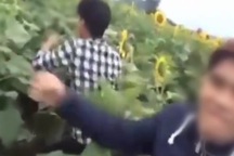 Clip thanh niên Nghệ An phá đồng hoa hướng dương gây bức xúc