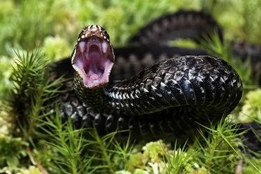 Tìm ra thành phần nọc rắn có thể ngăn chặn virus SARS-CoV-2