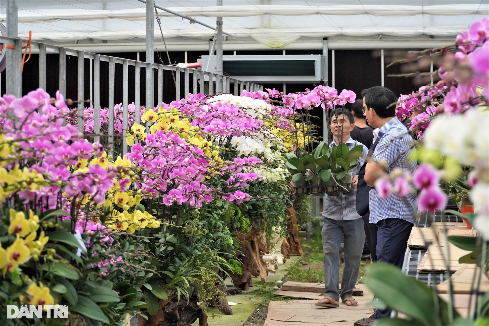 Thu 8 tỷ đồng dịp Tết sau cú liều trồng hoa cao cấp trên đất khắc nghiệt - 7 Thu 8 tỷ đồng dịp Tết sau cú liều trồng hoa cao cấp trên đất khắc nghiệt - 7