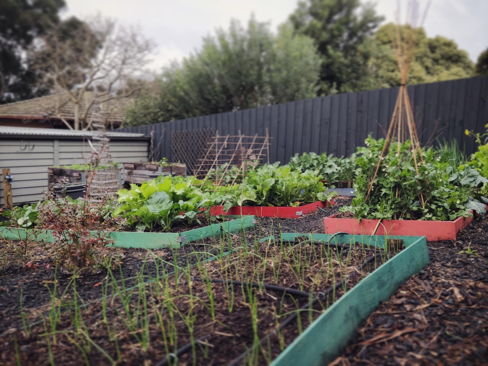 Muốn tự cung tự cấp thực phẩm, người đàn ông làm khu vườn rau, trái sum suê - 1