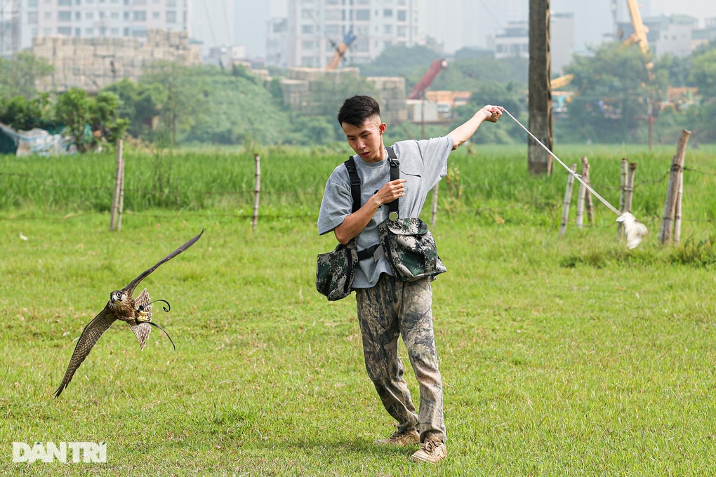 Dân chơi ở Hà Nội chi chục triệu đồng nuôi loài chim trinh sát trên không - 3 Dân chơi ở Hà Nội chi chục triệu đồng nuôi loài chim trinh sát trên không - 3