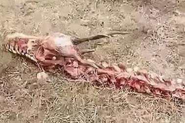 Bằng chứng về sinh vật trong huyền thoại?