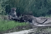 Ba con báo hoa mai hợp sức không đấu lại nổi lửng mật