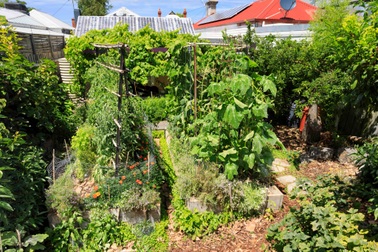 Bí quyết hay của cô gái trẻ sở hữu vườn 30m2 nhưng thu hoạch không xuể